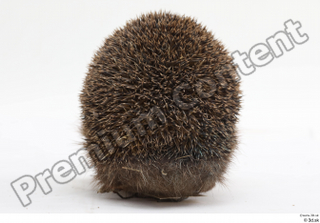 Hedgehog - Erinaceus europaeus  3 whole body 0007.jpg